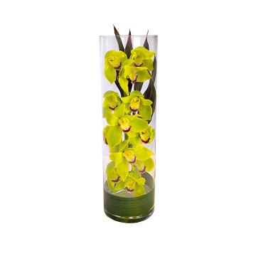 orchidea