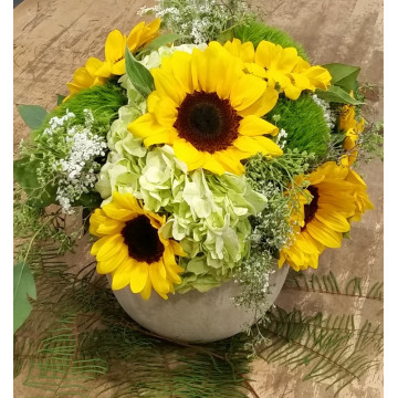 girasoli