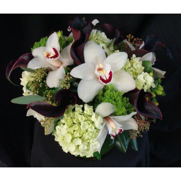 Orchidea