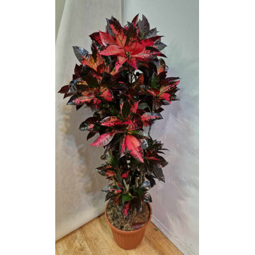 Croton (codiaeum ) Iceton