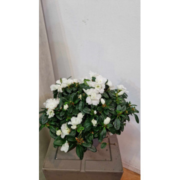 Azalea bianca