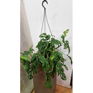 Monstera Adansonii
