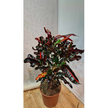 Croton (codiaeum) Mammey