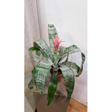 Bilbergia (aechmea primera)