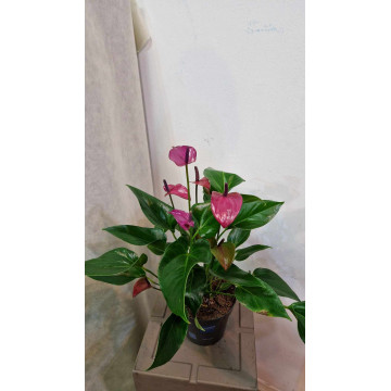 Anthurium andreanum