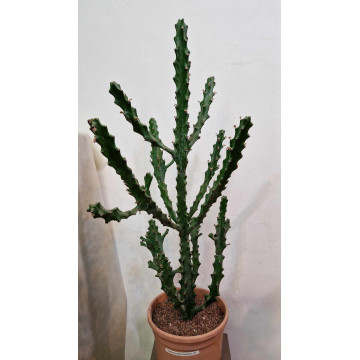 Euphorbia mayuranatahanii