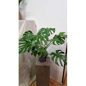 Monstera deliciosa