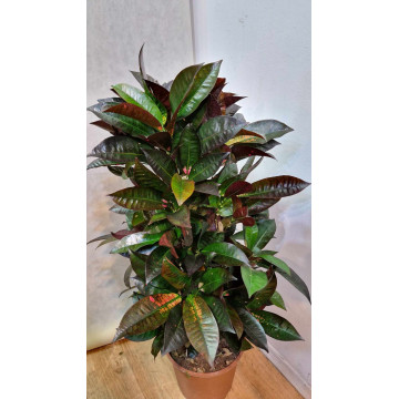 Croton ( codiaeum ) Norma