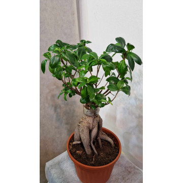 Bonsai ficus ginseng