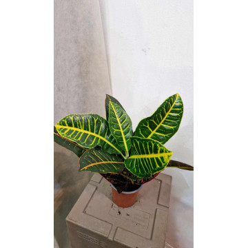 Croton (codiaeum) petra