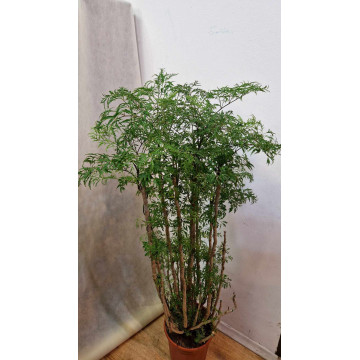 Polyscias ming