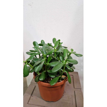 Crassula ovata ( albero di...