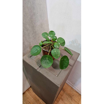 Pilea peperomioide