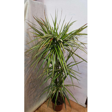Dracaena marginata gold