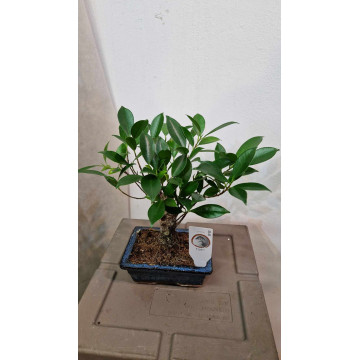 Bonsai ficus retusa