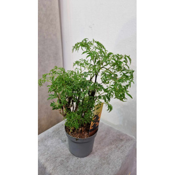 Polyscias ming