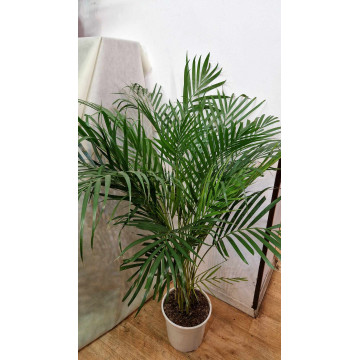 Areca ( fam. palme )