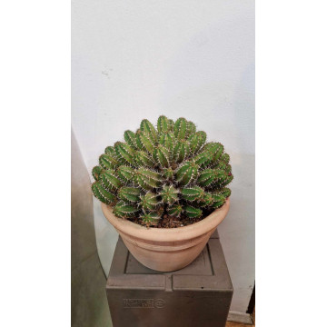 Euphorbia echinus